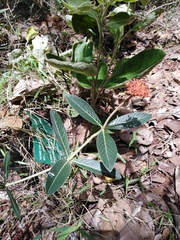 Palicourea officinalis
