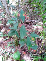 Palicourea marcgravii