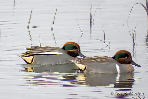 Green-winged Teal, photo 8 of 10
