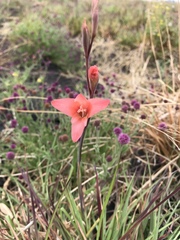 Gladiolus melleri