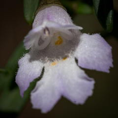 Prostanthera linearis
