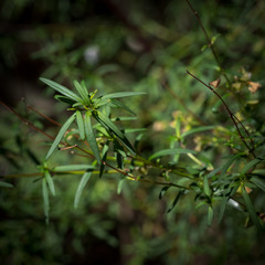 Prostanthera linearis