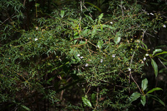 Prostanthera linearis