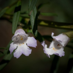 Prostanthera linearis