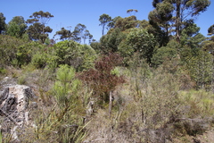 Dodonaea viscosa angustifolia