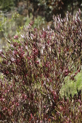 Dodonaea viscosa angustifolia
