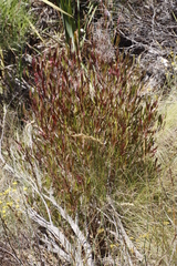 Dodonaea viscosa angustifolia