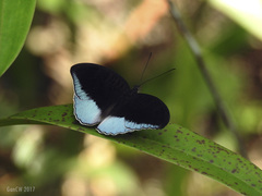 Tanaecia iapis puseda
