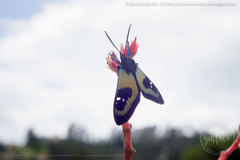 Chrysocale splendens