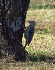 Melanerpes aurifrons × carolinus