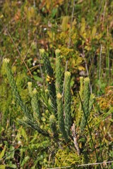 Aotus lanigera
