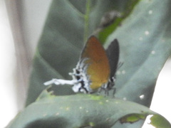 Eooxylides tharis distanti