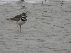 Charadrius vociferus