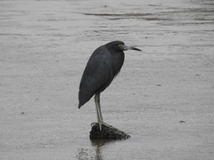 Egretta caerulea