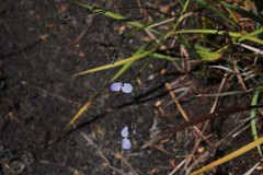 Comesperma sphaerocarpum