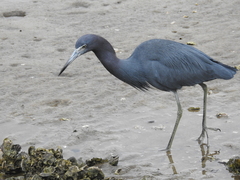 Egretta caerulea