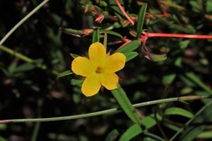 Hibbertia salicifolia