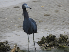Egretta caerulea