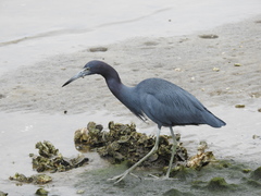 Egretta caerulea
