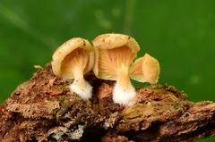 Crepidotus stipitatus