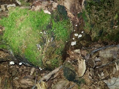 Crepidotus stipitatus