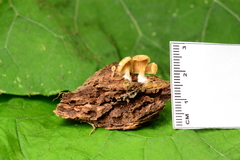 Crepidotus stipitatus