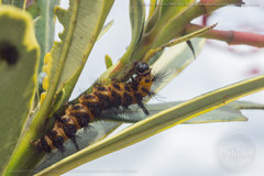 Chrysocale splendens