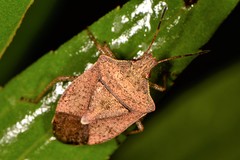 Euschistus servus euschistoides