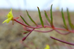 Camissonia contorta