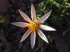 Mutisia sinuata