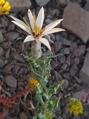 Mutisia sinuata
