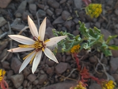 Mutisia sinuata