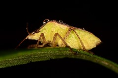 Euschistus servus euschistoides