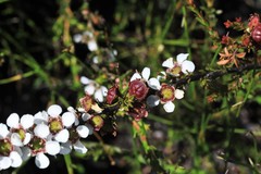 Leptospermum liversidgei