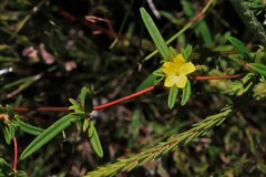 Hibbertia salicifolia