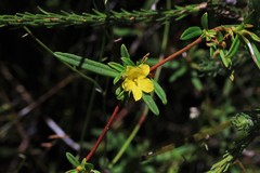 Hibbertia salicifolia