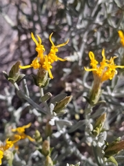 Nardophyllum lanatum