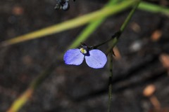 Comesperma sphaerocarpum