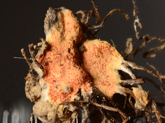 Hypomyces armeniacus