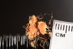 Hypomyces armeniacus