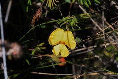 Gompholobium pinnatum