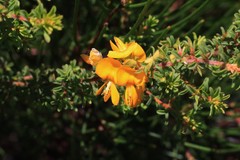 Pultenaea rostrata