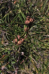 Hakea laevipes