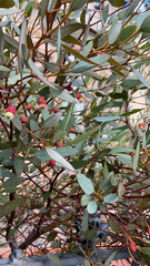 Eucalyptus forrestiana