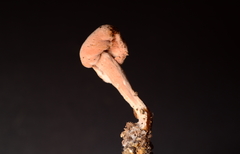 Mycogone rosea