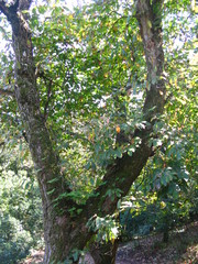 Davallia canariensis