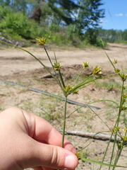 Cyperus houghtonii