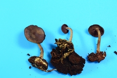 Callistosporium purpureomarginatum