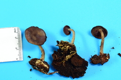 Callistosporium purpureomarginatum