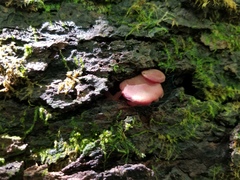 Callistosporium purpureomarginatum